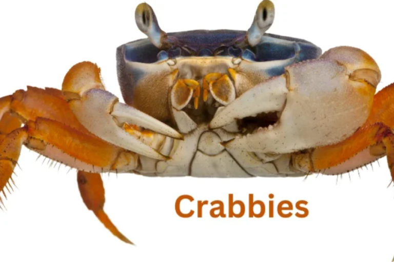 crabnibbie